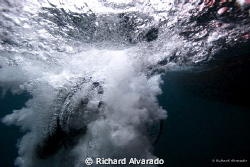 A diver back-rolls into a different world.  Taken with a ... by Richard Alvarado 